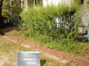 CIMG9230